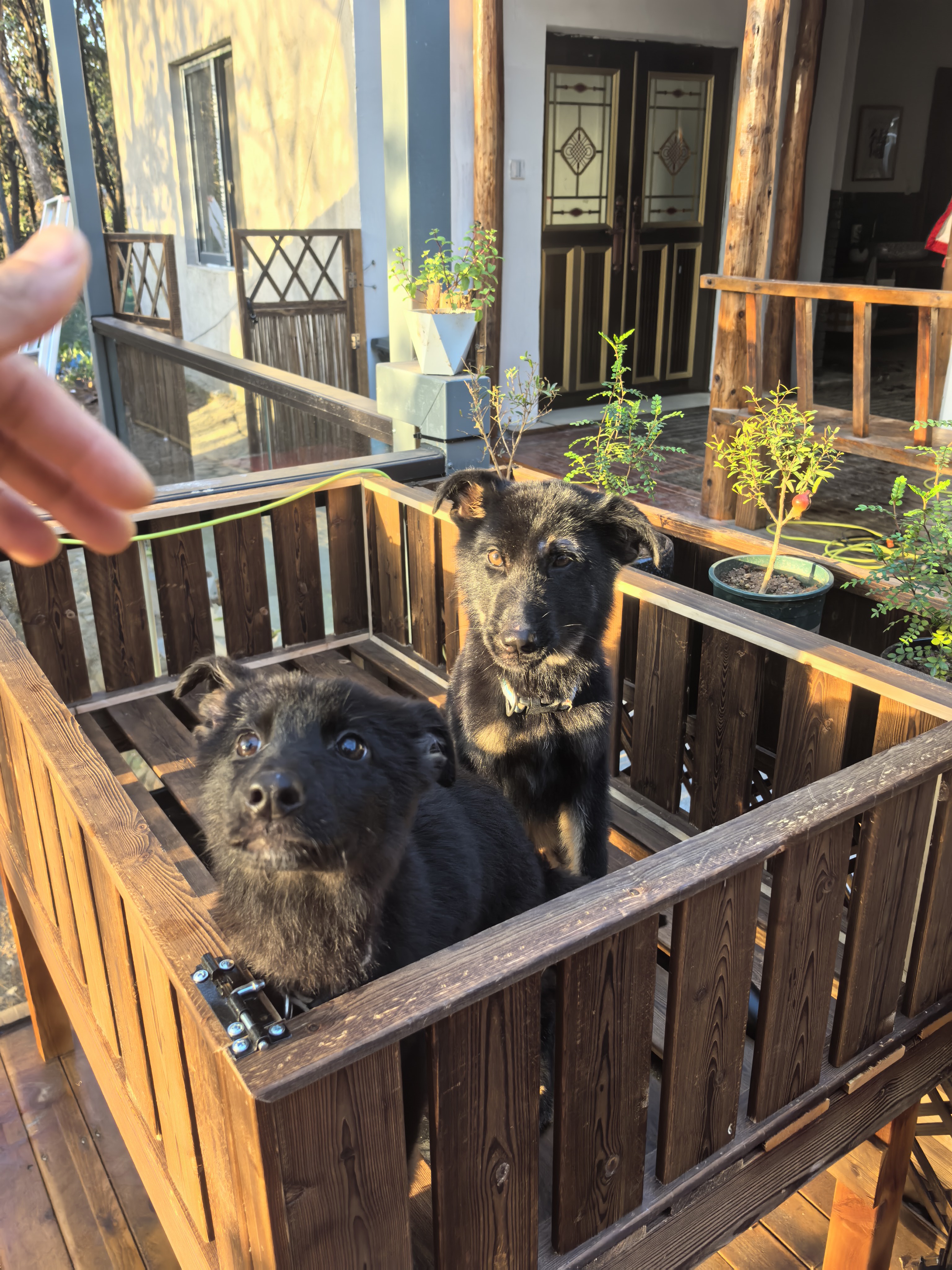 双血统带芯片+追踪器+信息牌